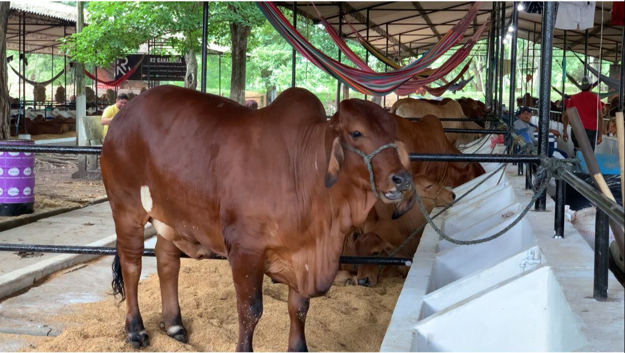 Montería y Córdoba se preparan para la Feria Nacional de la Ganadería.