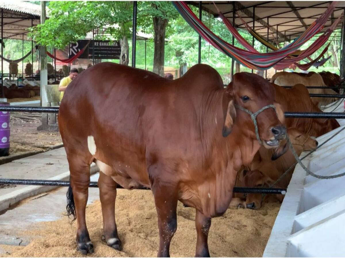Risaralda es sede de la 78ª Feria Nacional Cebú, se esperan más de 20 mil asistentes