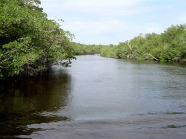 Desaparecen los manglares del golfo de Urabá