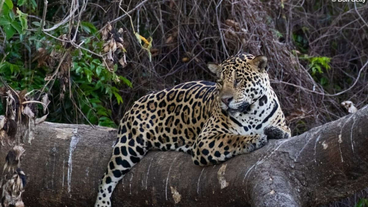Corre por la Naturaleza con la media maratón de Bogotá 2025