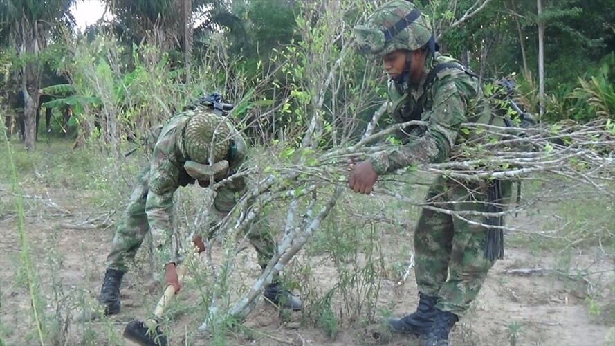 Cultivos Ilícitos. Foto: Colprensa