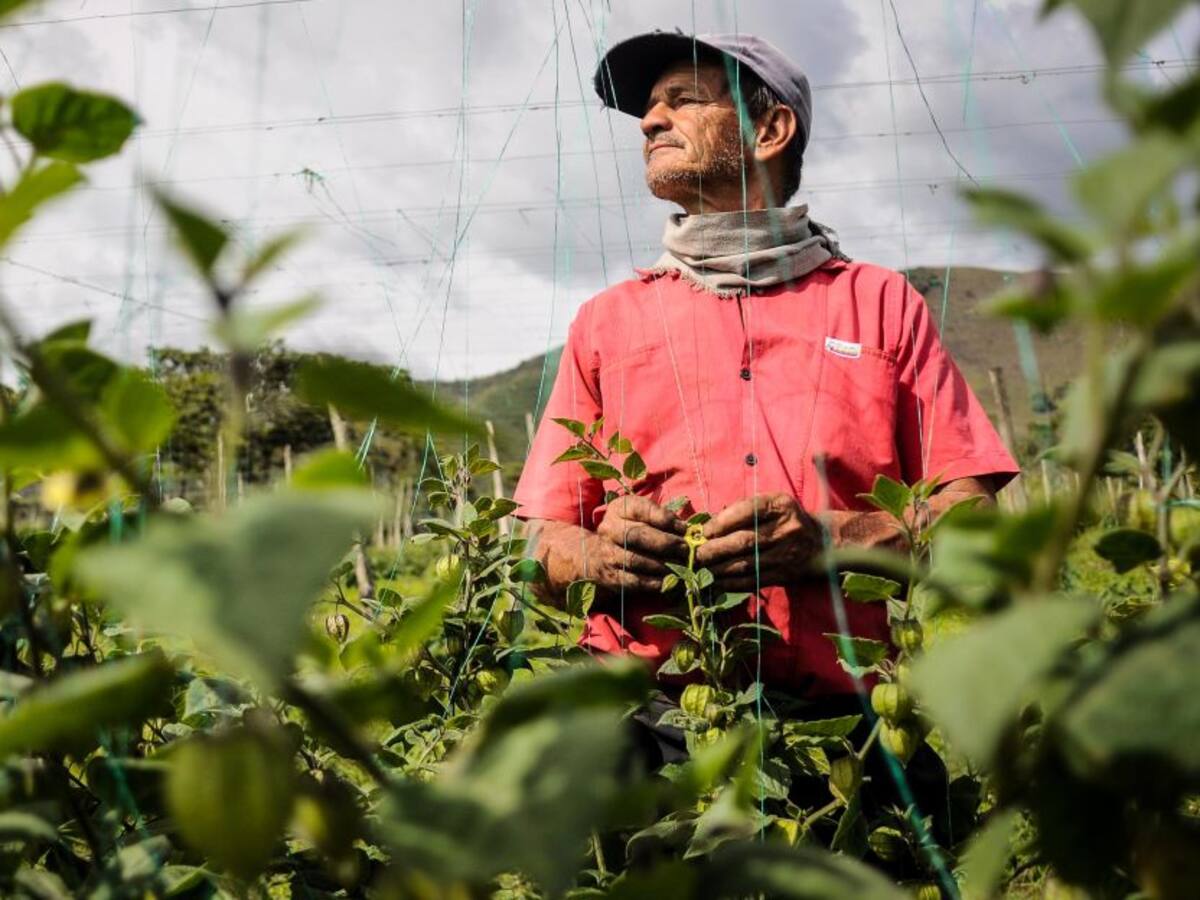 “Estos créditos no han llegado a los campesinos”: Contraloría