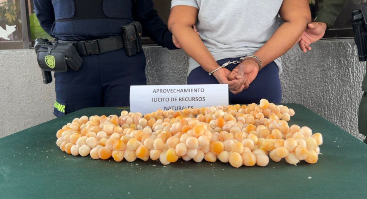 Capturadas dos mujeres con más de 600 huevos de iguana