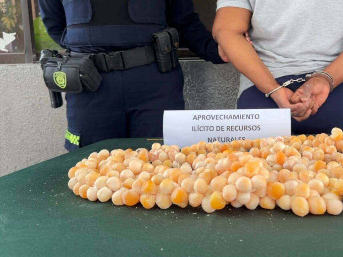 Capturadas dos mujeres con más de 600 huevos de iguana