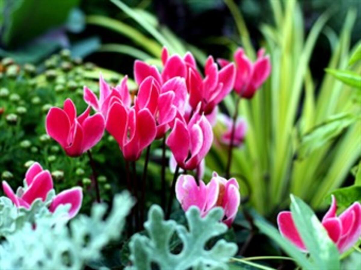 Un veintidós por ciento de las plantas del planeta corre peligro de extinción