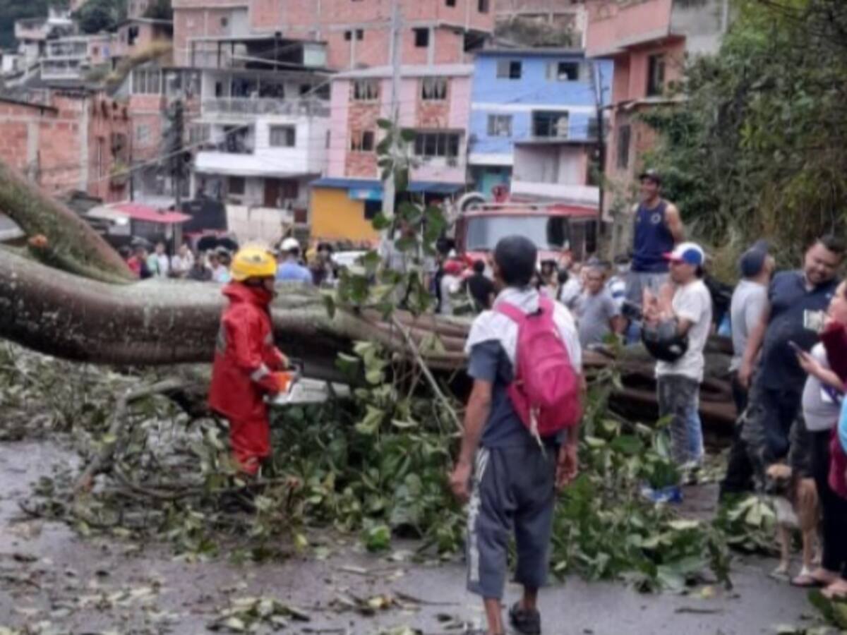 Emergencia en vía Bucaramanga - Pamplona: árbol desplomado deja barrios sin luz y casas afectadas