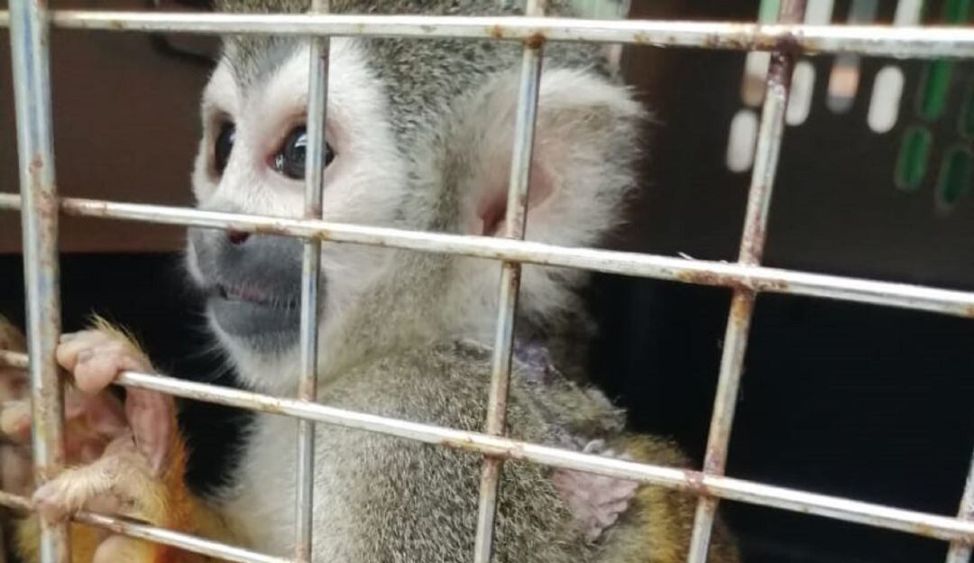 Mono Ardilla incautado en Ibagué