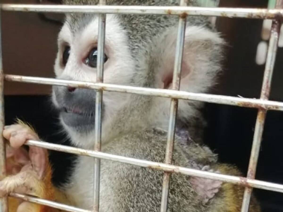 Incautan mono ardilla en Ibagué