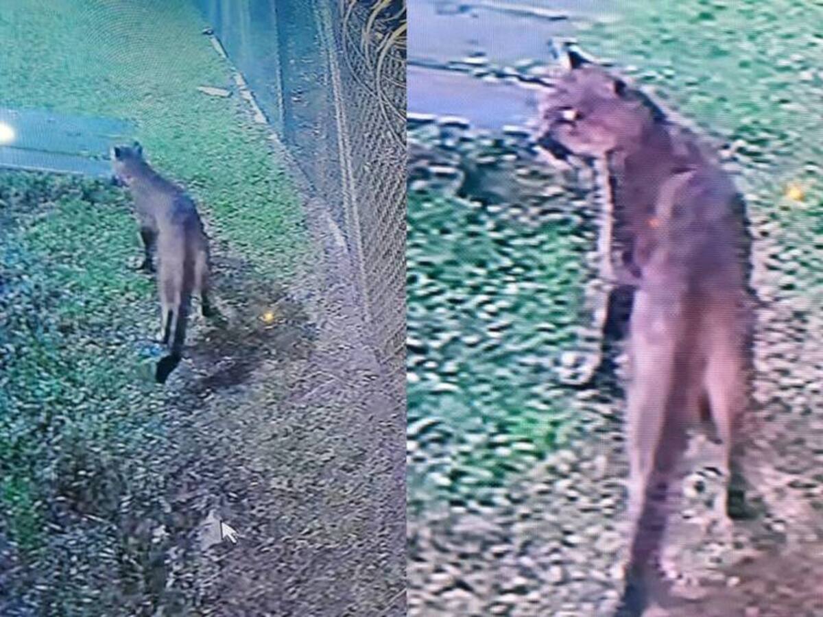 Zozobra por presencia de tres pumas en zona rural de Villamaría