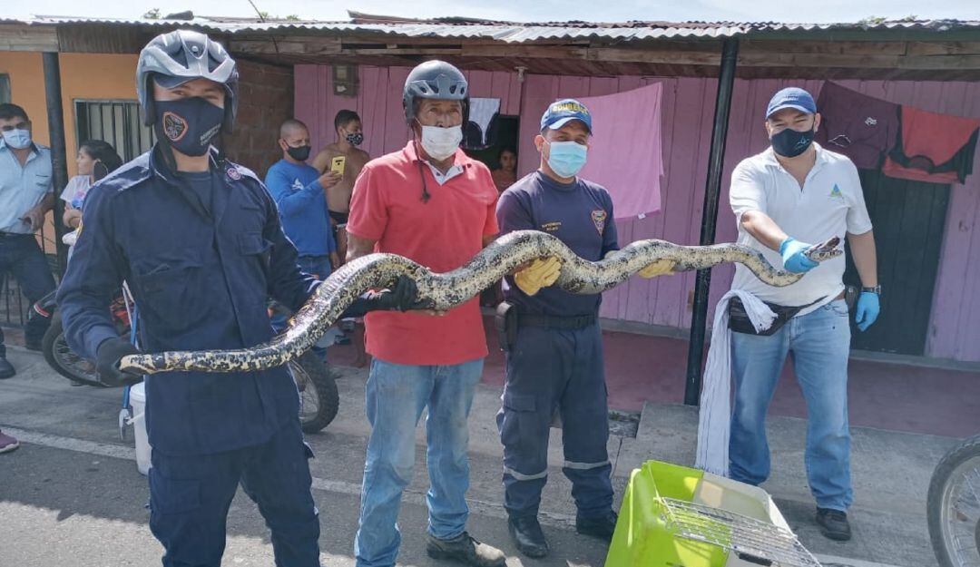 Boa Constrictor encontrada en una huerta casera en Norcasia