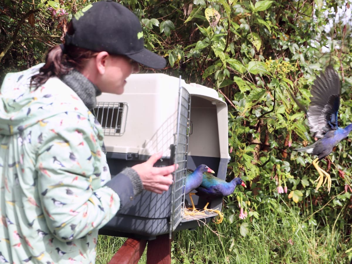 La Secretaría de Ambiente de Bogotá anunció liberación de 43 animales a su hábitat natural