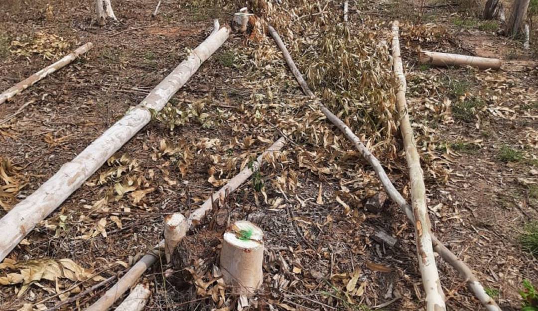 Denuncian tala injustificada de 279 árboles en Cesar
