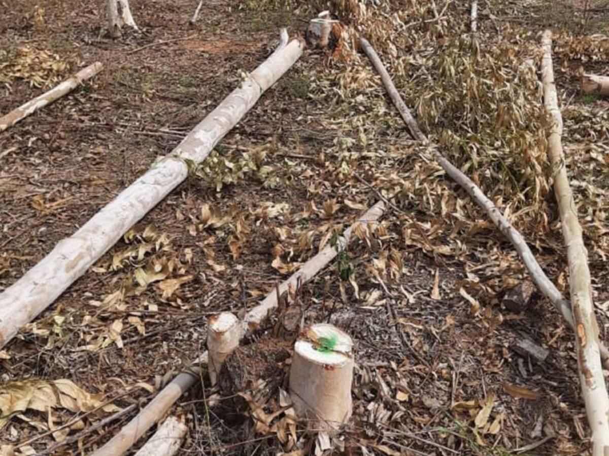 Denuncian a EPM y a su filial en la Costa por presunto “arboricidio”