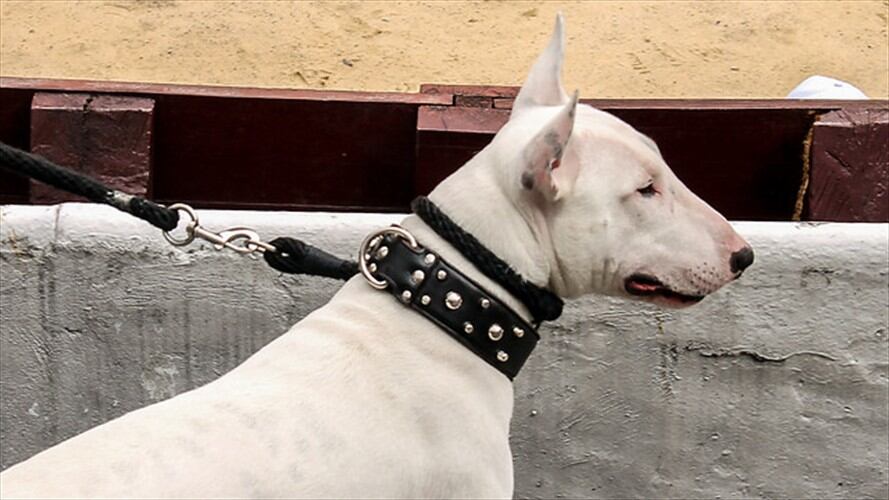 Perros de razas peligrosas podrán transitar, pero no permanecer en zonas comunes: Corte . Foto: Colprensa