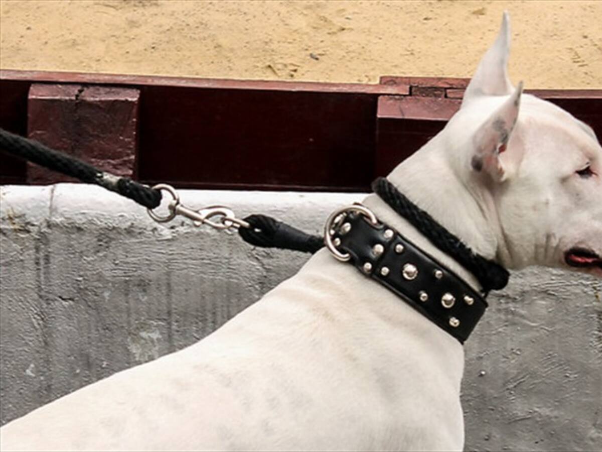 Perros de razas peligrosas podrán transitar, pero no permanecer en zonas comunes: Corte