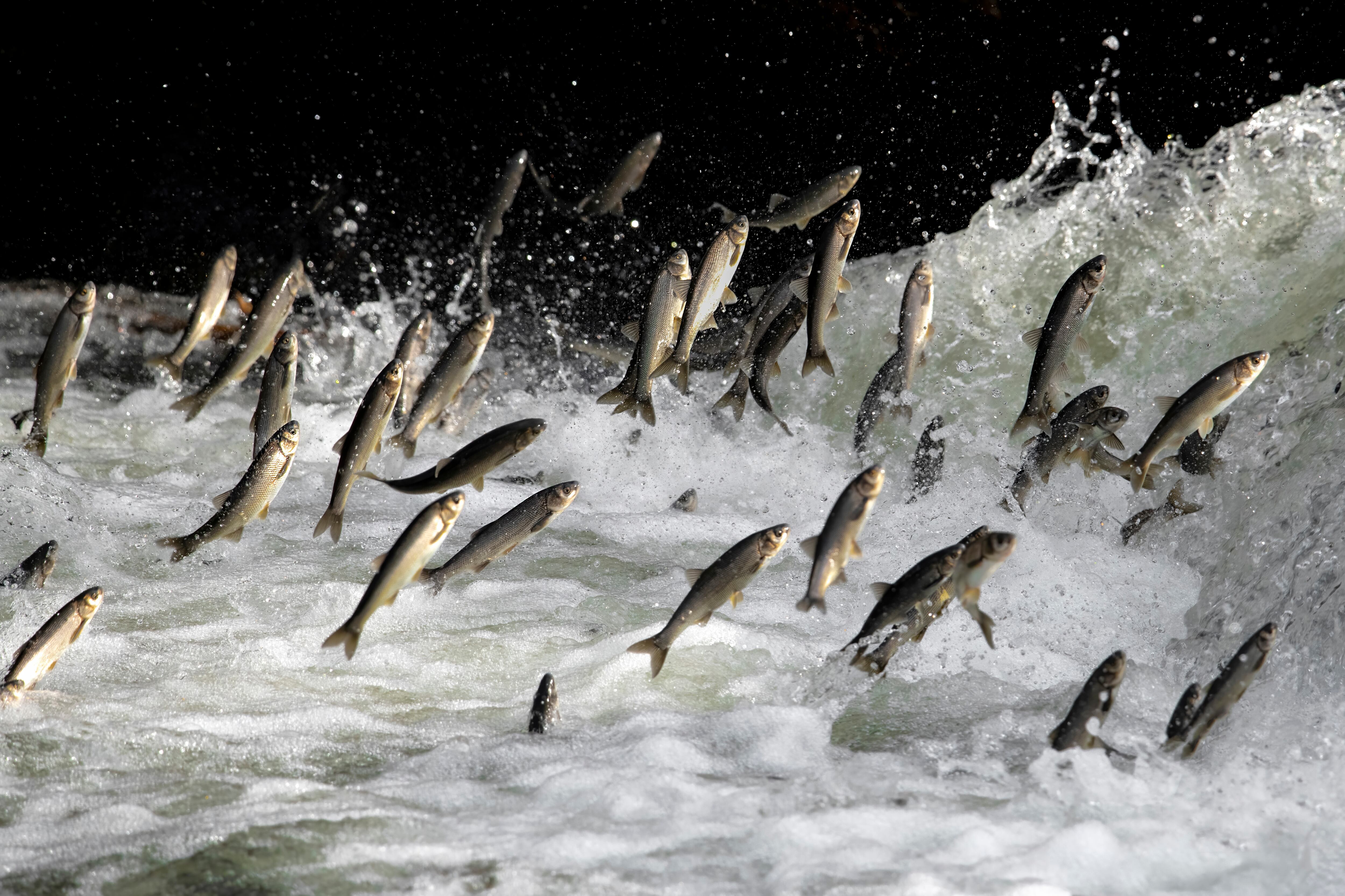 Peces migratorios - Getty Images