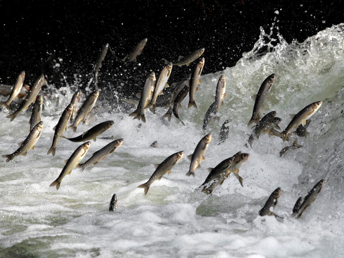 Las poblaciones de peces migratorios ha descendido el 81 % desde 1970, según un estudio