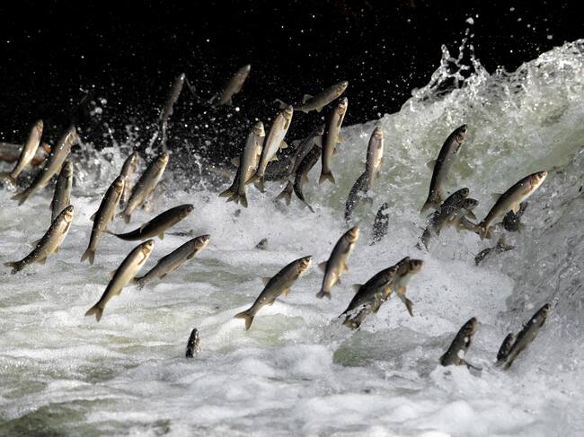 Peces migratorios - Getty Images