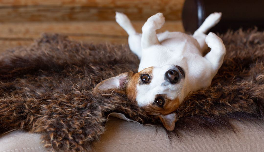 Jack Russell Terrier