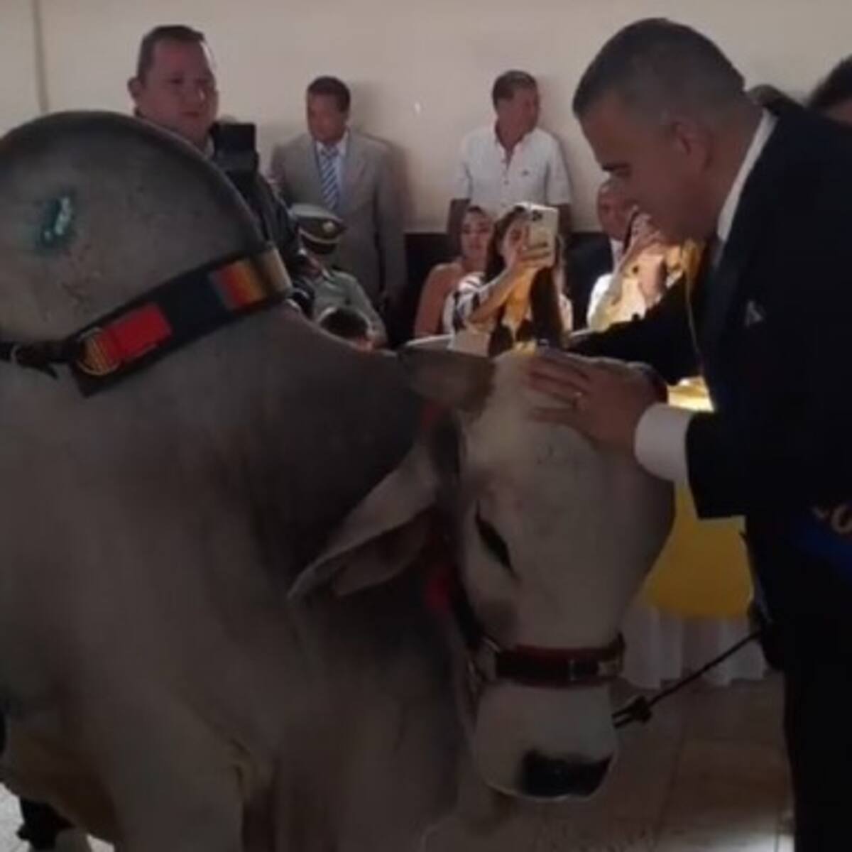 Alcalde de Filandia, Quindío y su “niño” un toro cebú que estuvo en su posesión.