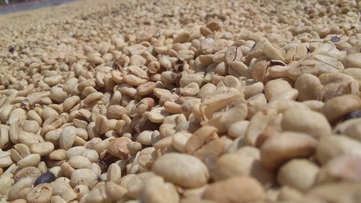 Caficultores Quindianos piden a gritos el fondo de estabilización