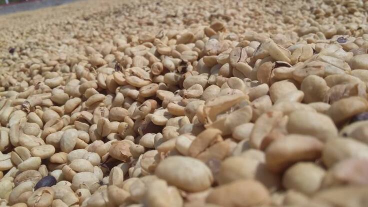 Caficultores Quindianos piden a gritos el fondo de estabilización