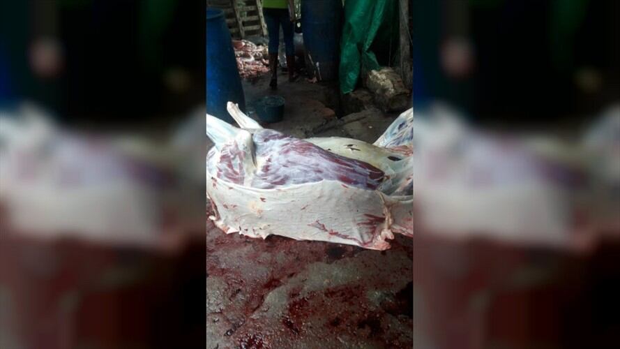 Algunas empresas que contratan con el Plan de Alimentación Escolar (PAE) estarían comprando carne equina. Foto: Suministrada por prensa CDMB