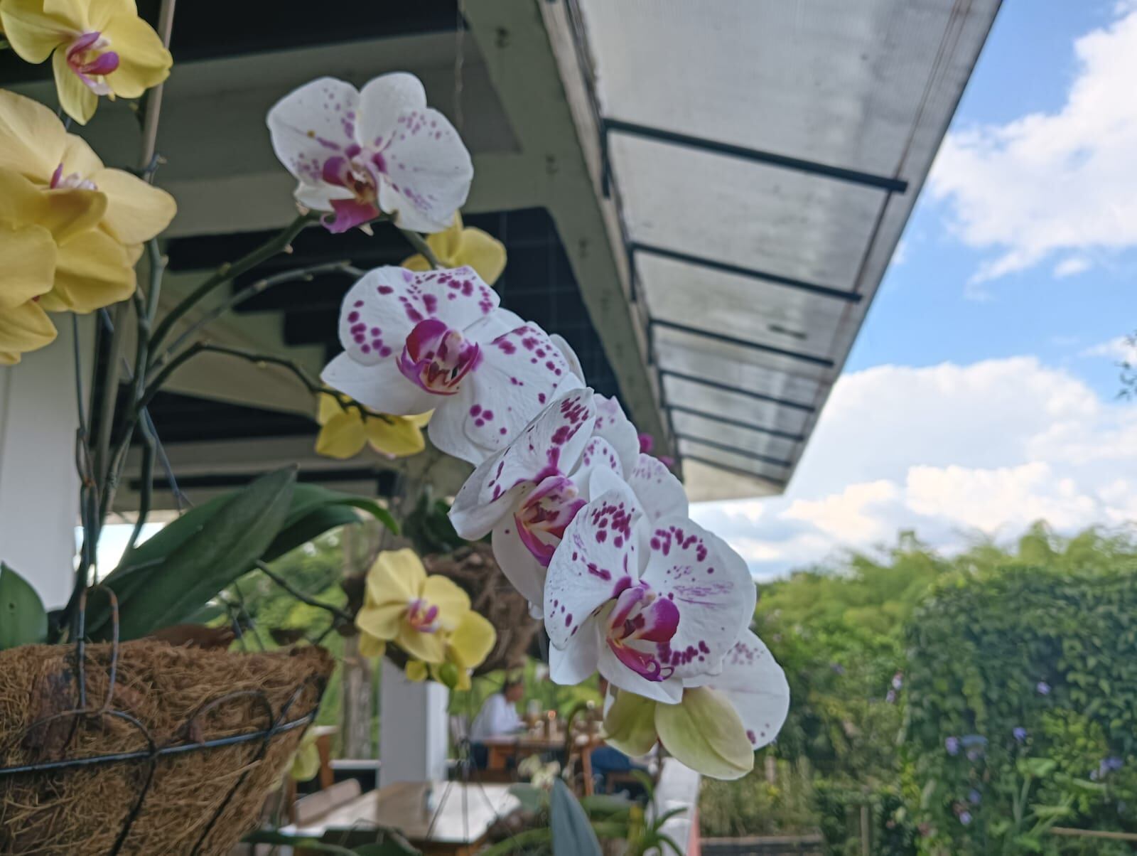 Las hermosas orquídeas que florecen en el Quindío. Foto: Adrián Trejos