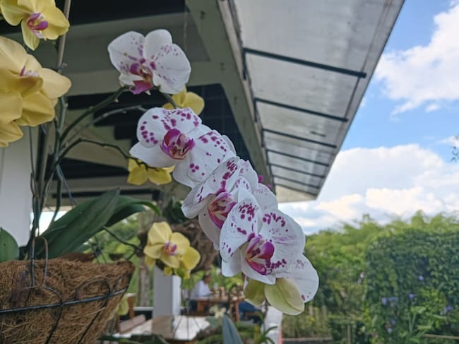 Las hermosas orquídeas que florecen en el Quindío. Foto: Adrián Trejos