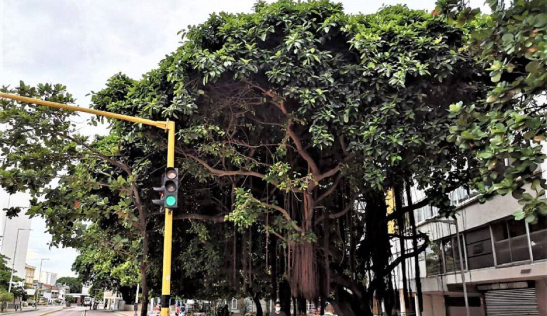 La fundación Verde que te quiero Verde aseguró que se requiere de una inversión para adecuar los árboles de caucho y ampliación física de jardineras