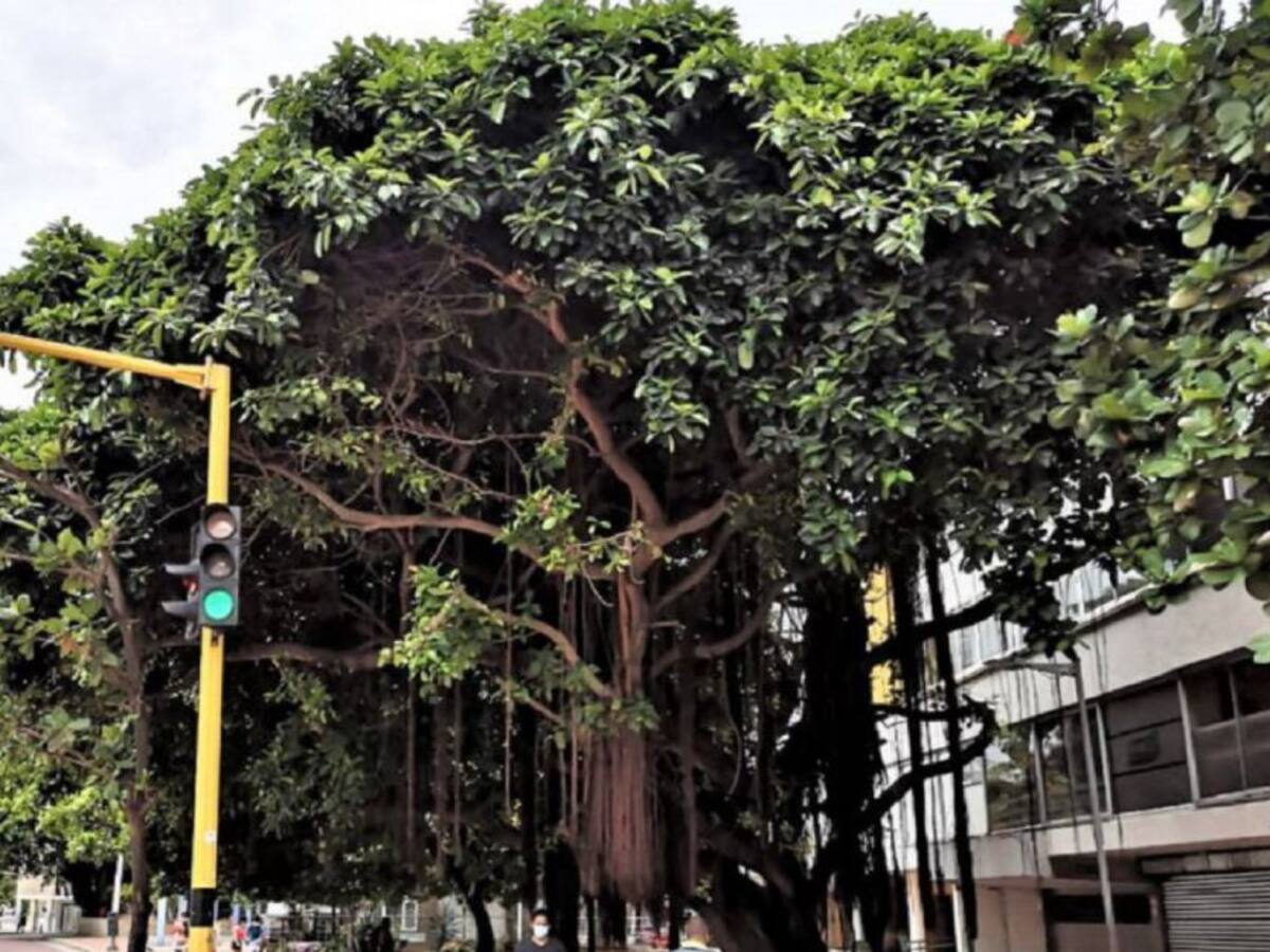 Piden visita de Procuraduría por mal estado de árboles en avenida Venezuela