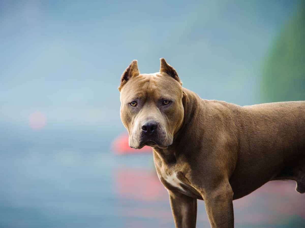 Pitbull casi le arranca el brazo a un ladrón que entró a robar a una casa