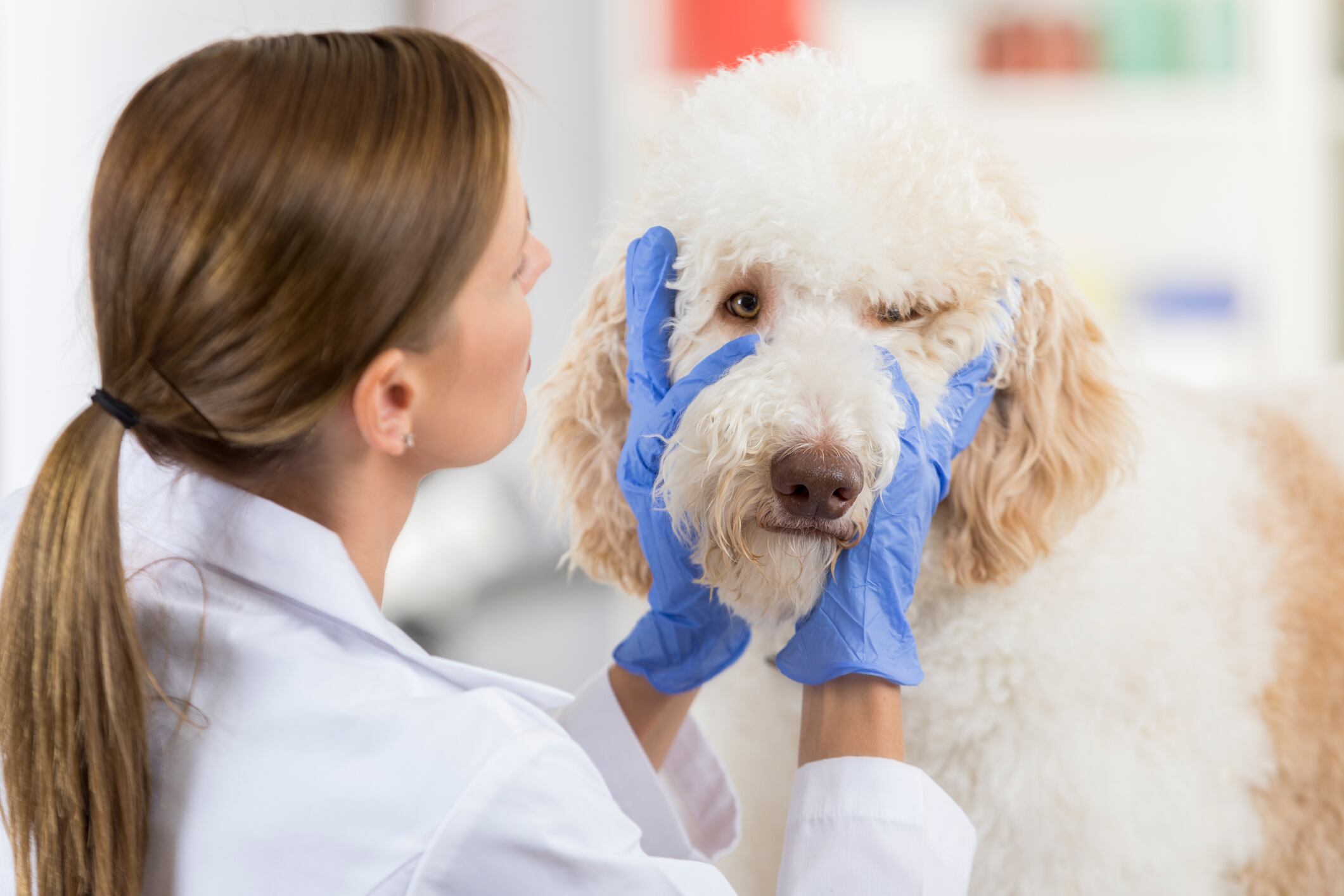 Veterinario revisando ojos de un perro, imagen de referencia // Getty Images