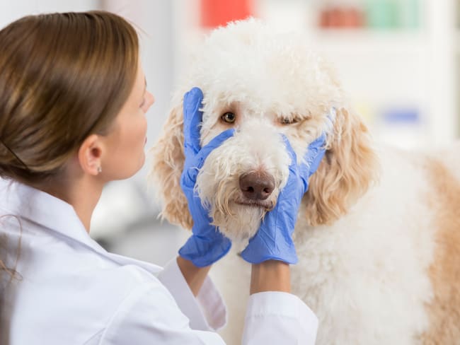 Veterinario revisando ojos de un perro, imagen de referencia // Getty Images