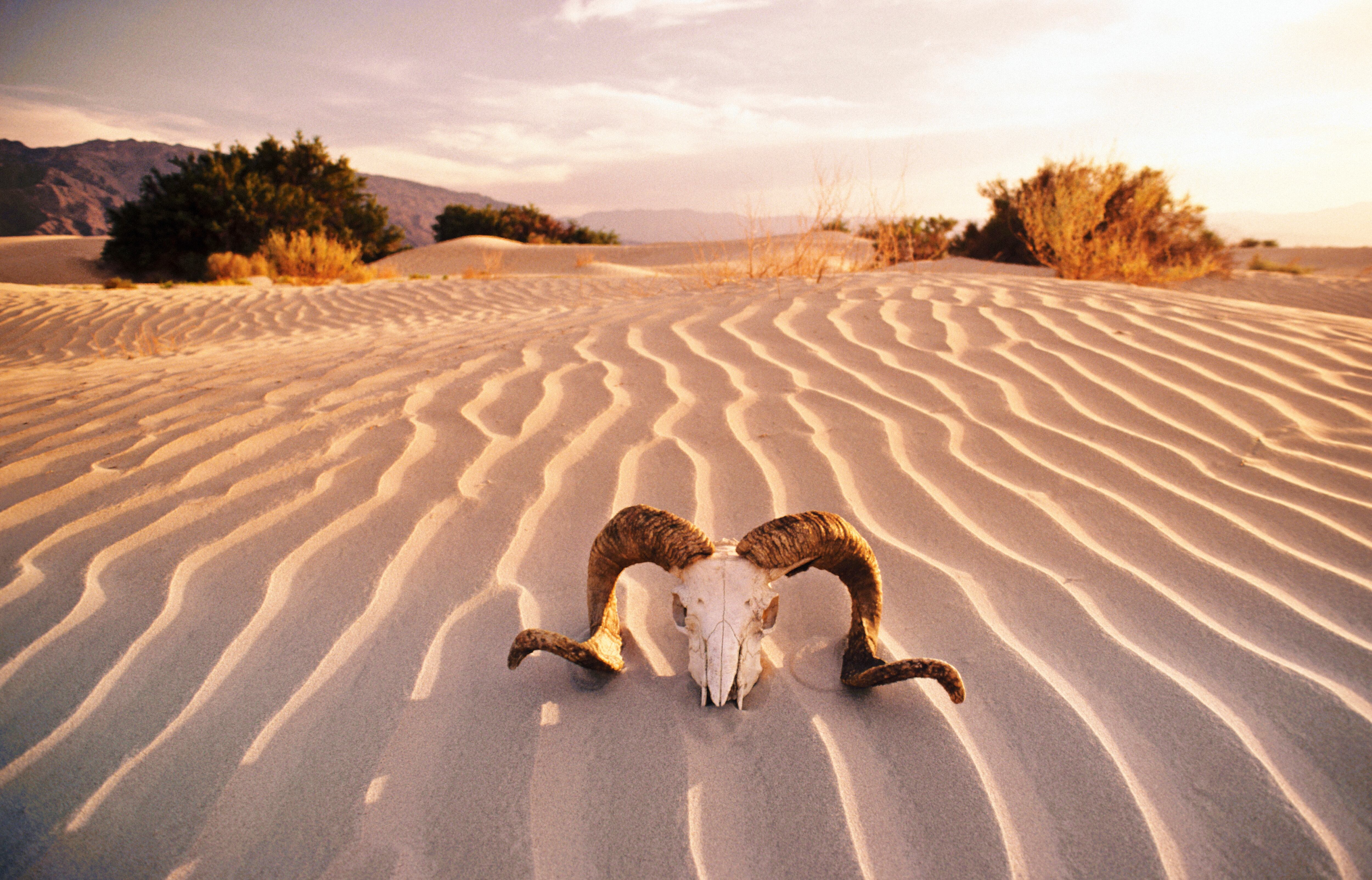 El Valle de la Muerte es el segundo parque nacional más grande de Estados Unidos. Foto vía Getty Images