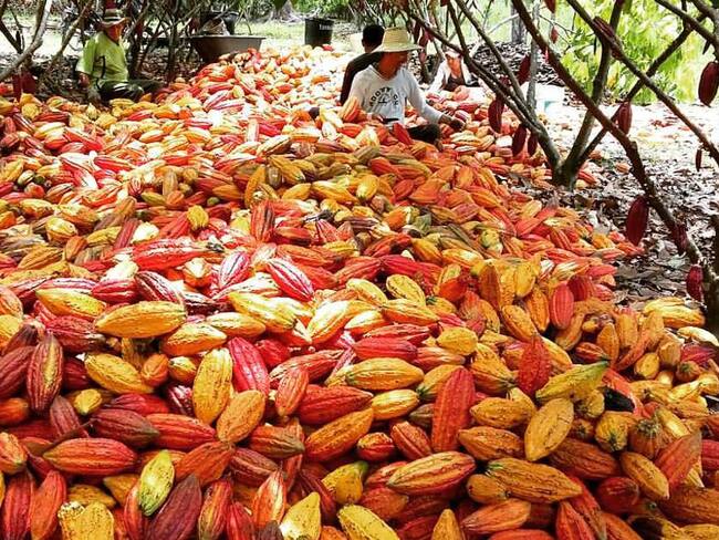Cacao ayuda con el tema social, ambiental y económico del país.
