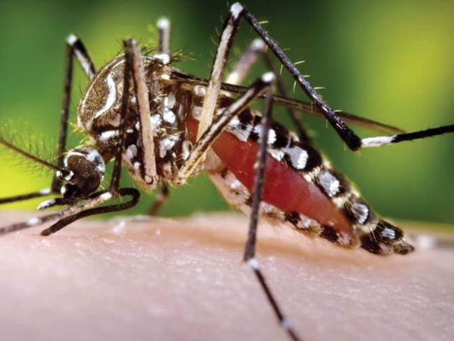 Alerta por aumento de casos de dengue en Tolima