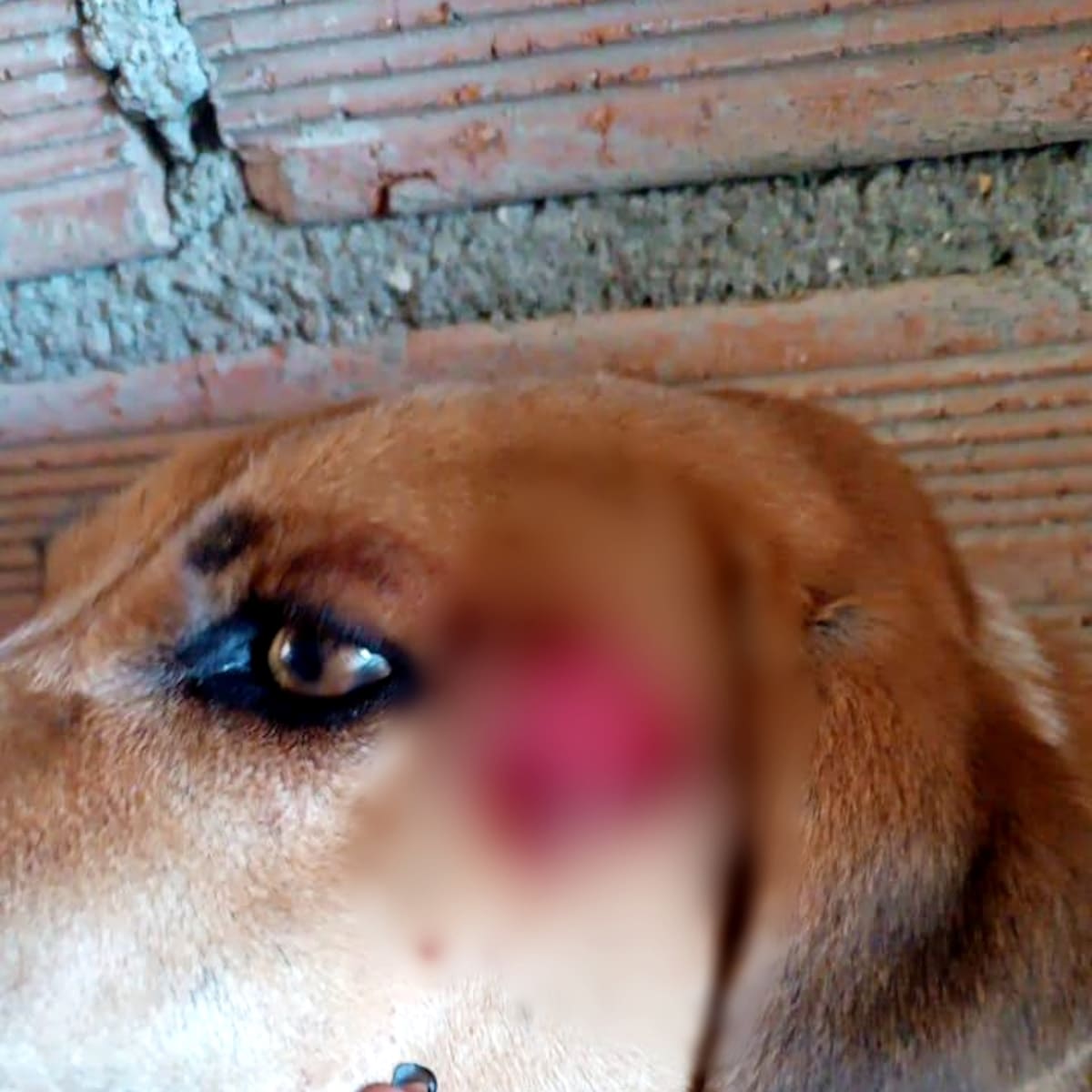 Un hombre atacó un perro con un machete en Sonsón y la policía lo capturó