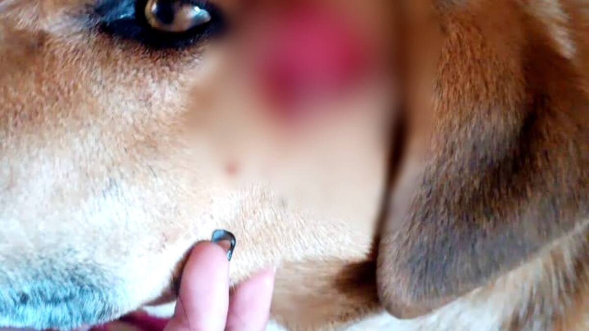 Un hombre atacó un perro con un machete en Sonsón y la policía lo capturó