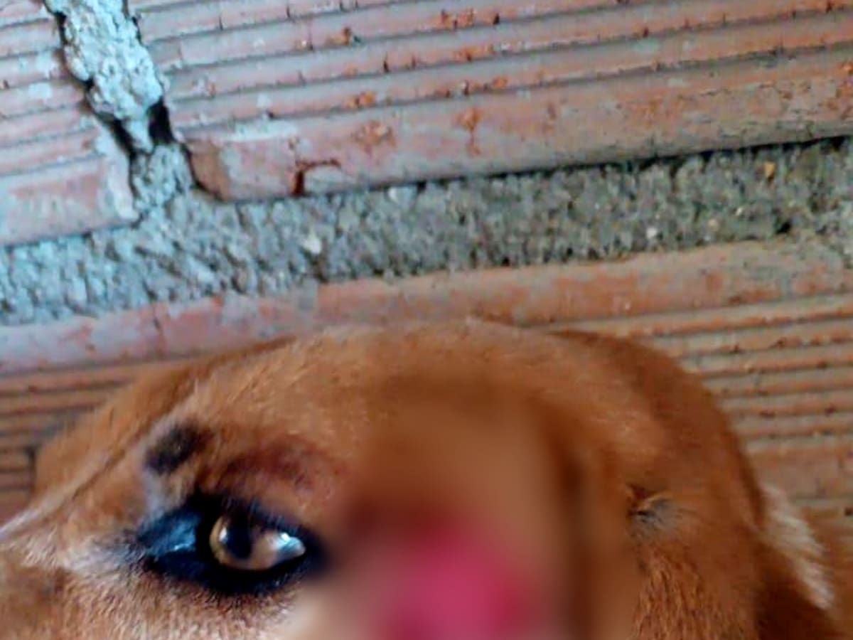 Un hombre atacó un perro con un machete en Sonsón y la policía lo capturó