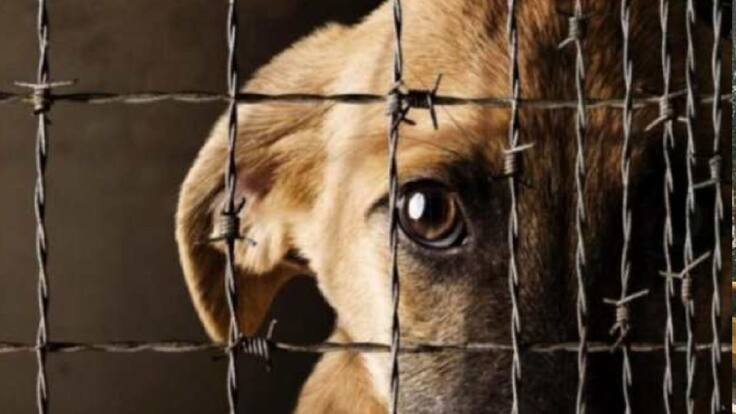 Imputan cargos de maltrato animal contra dos personas en Bucaramanga