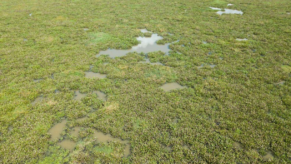 Colombia Visible: la tarulla, de plaga incontrolable a alternativa económica