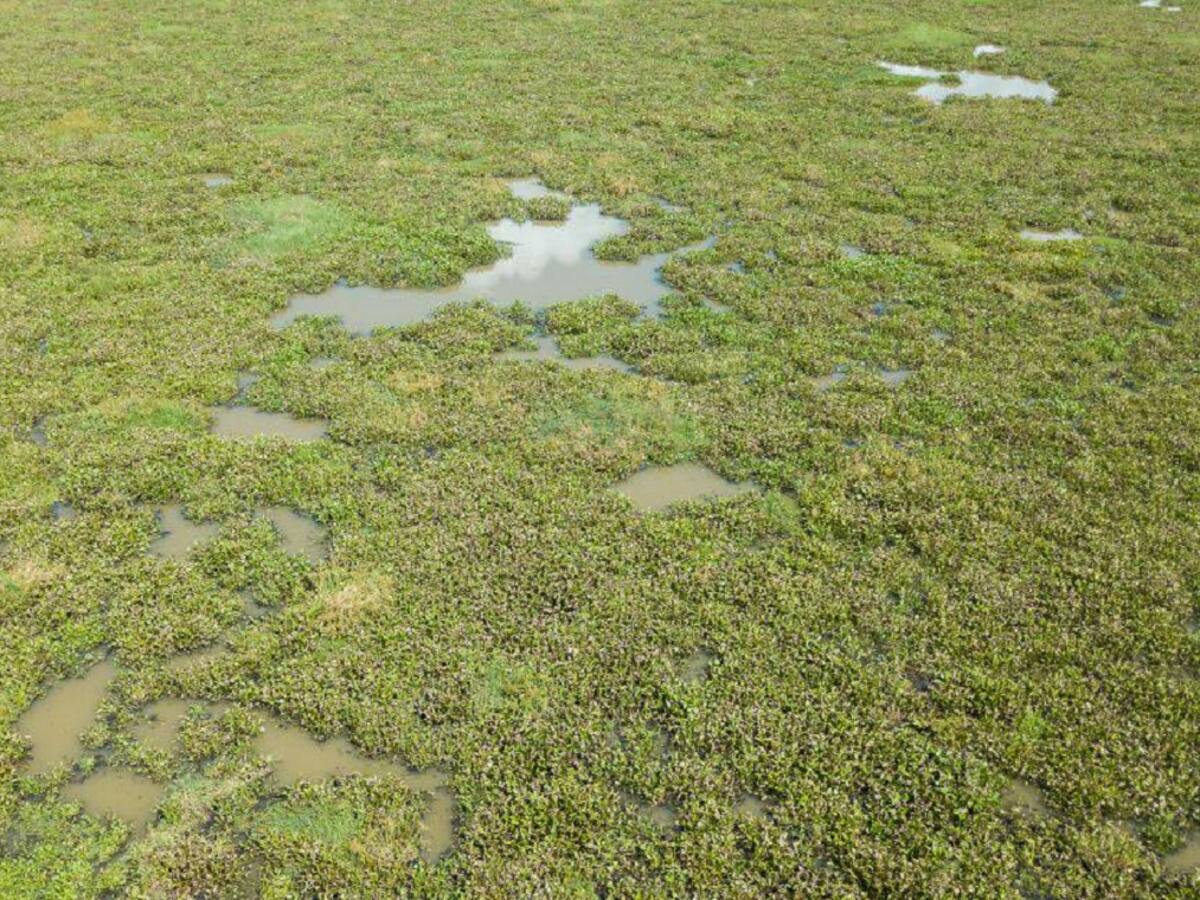 La tarulla, más que una plaga, es una opción de negocio
