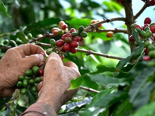 Foto: Federación Nacional de Cafeteros