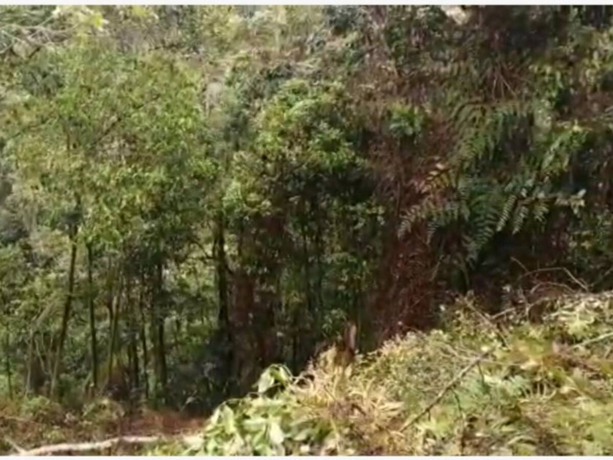 Capturan en Pereira a hombre que estaba talando árboles en zona protegida