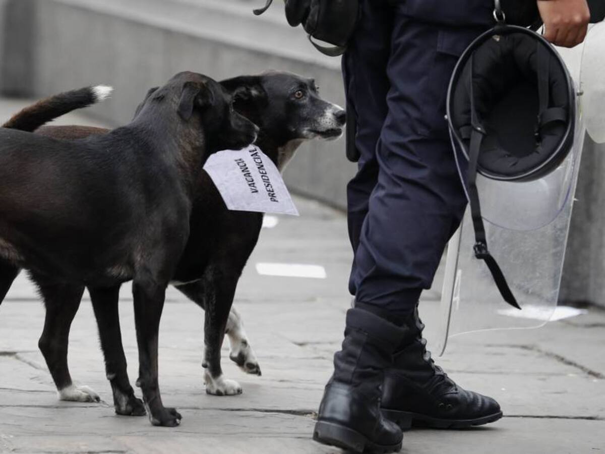 Finlandia inició ensayo con perros para detectar el COVID-19
