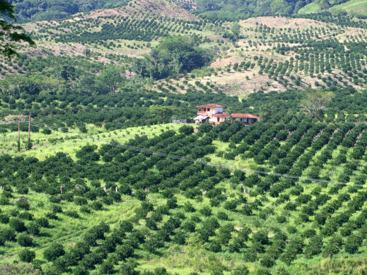 Precio de la compra de tierras en Colombia será entre 10 y 20 millones por hectárea