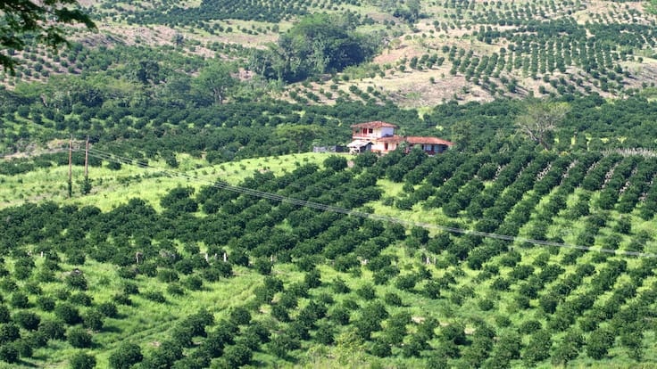 Compra de tierras en Colombia estará entre 10 y 20 millones por hectarea