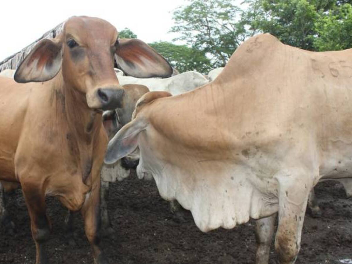 Colombia nuevamente es país libre de aftosa