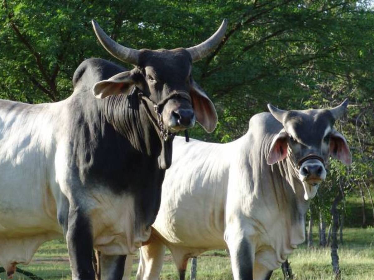 Ganaderos de Arauca preocupados por los limitantes para comercializar sus productos